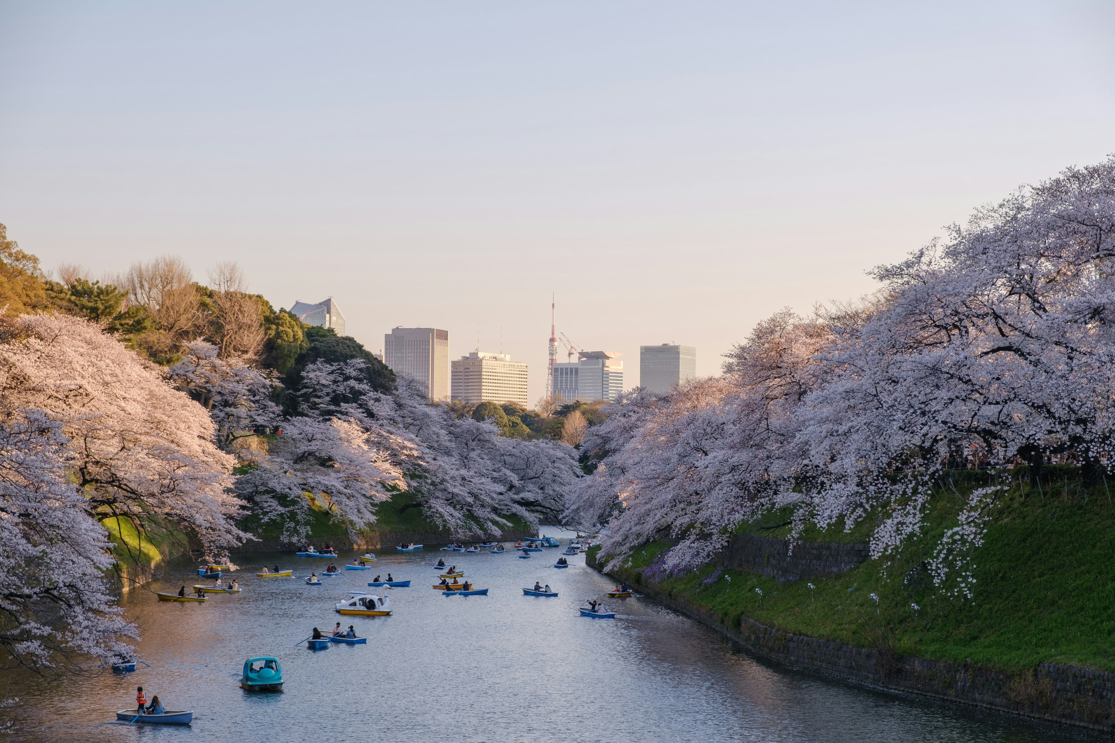 Boating beside sakura trees picture