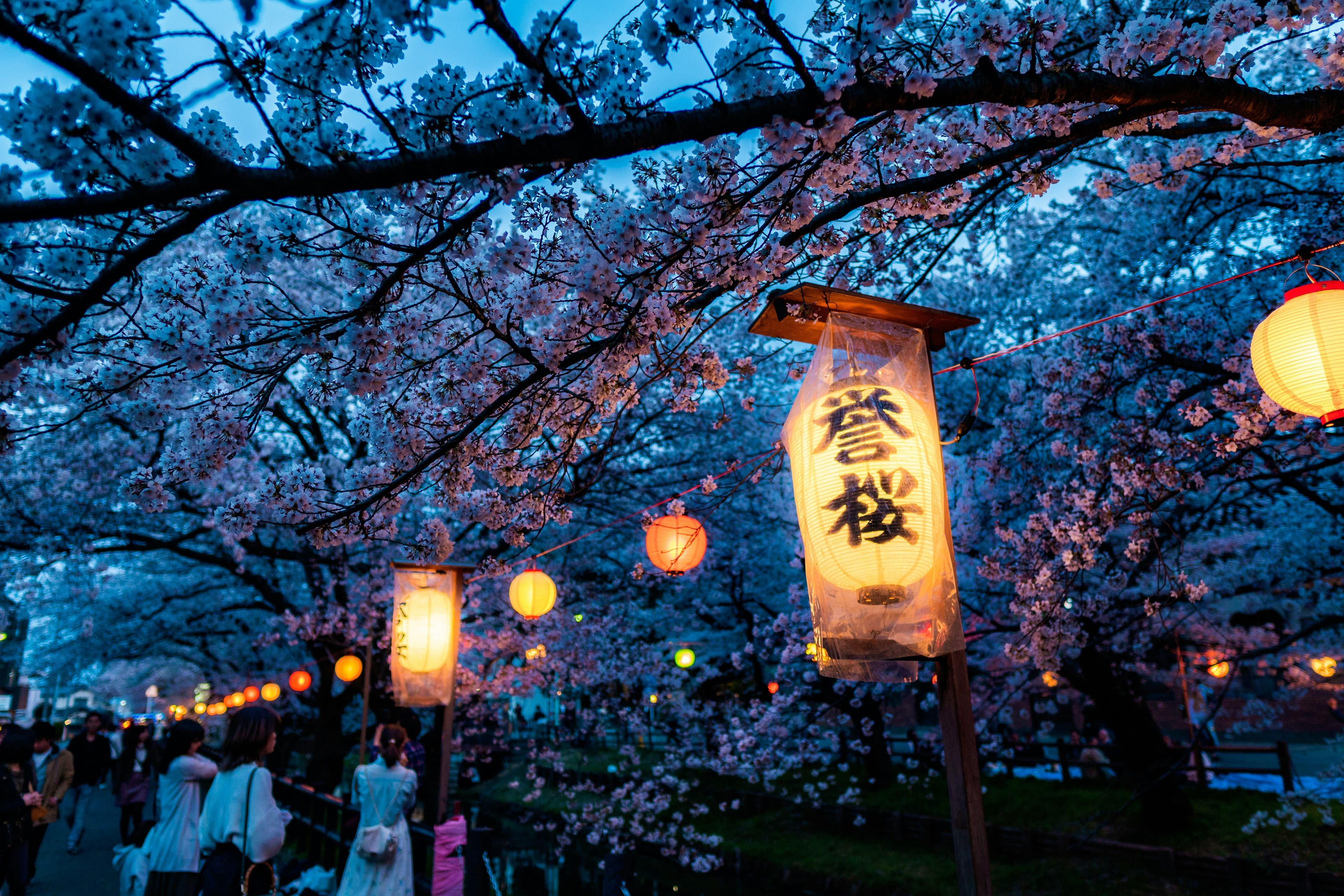 Sakura and lanterns picture